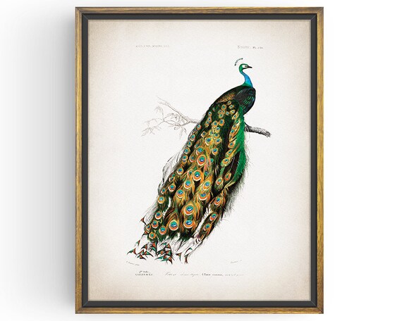 Impresiãn de pavo real pavo real vintage arte de pared de pavo real ilustraciãn de pãjaro sin marco