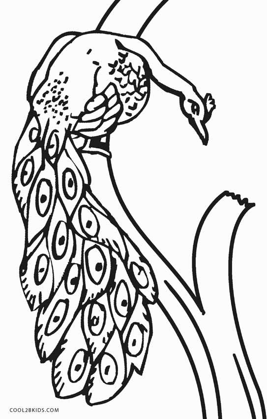 Dibujos de pavos reales para colorear