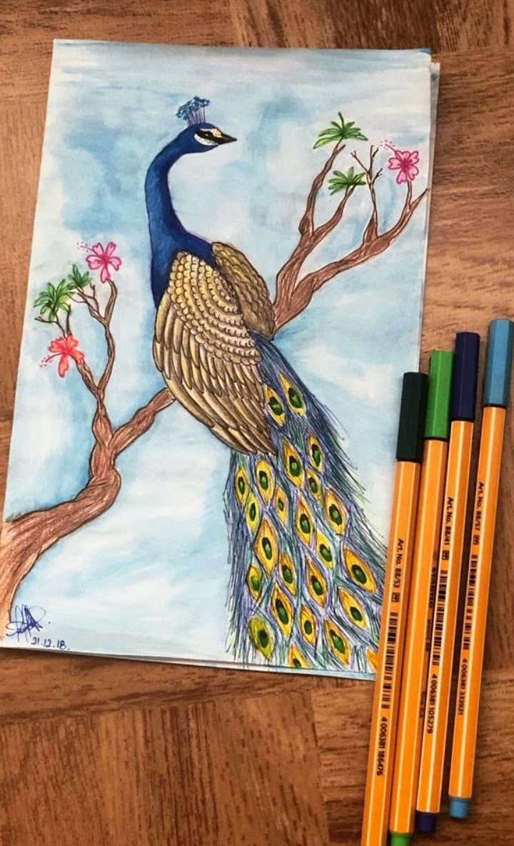 Pavo real dibujo pavo real pavo real para colorear arte pavo real