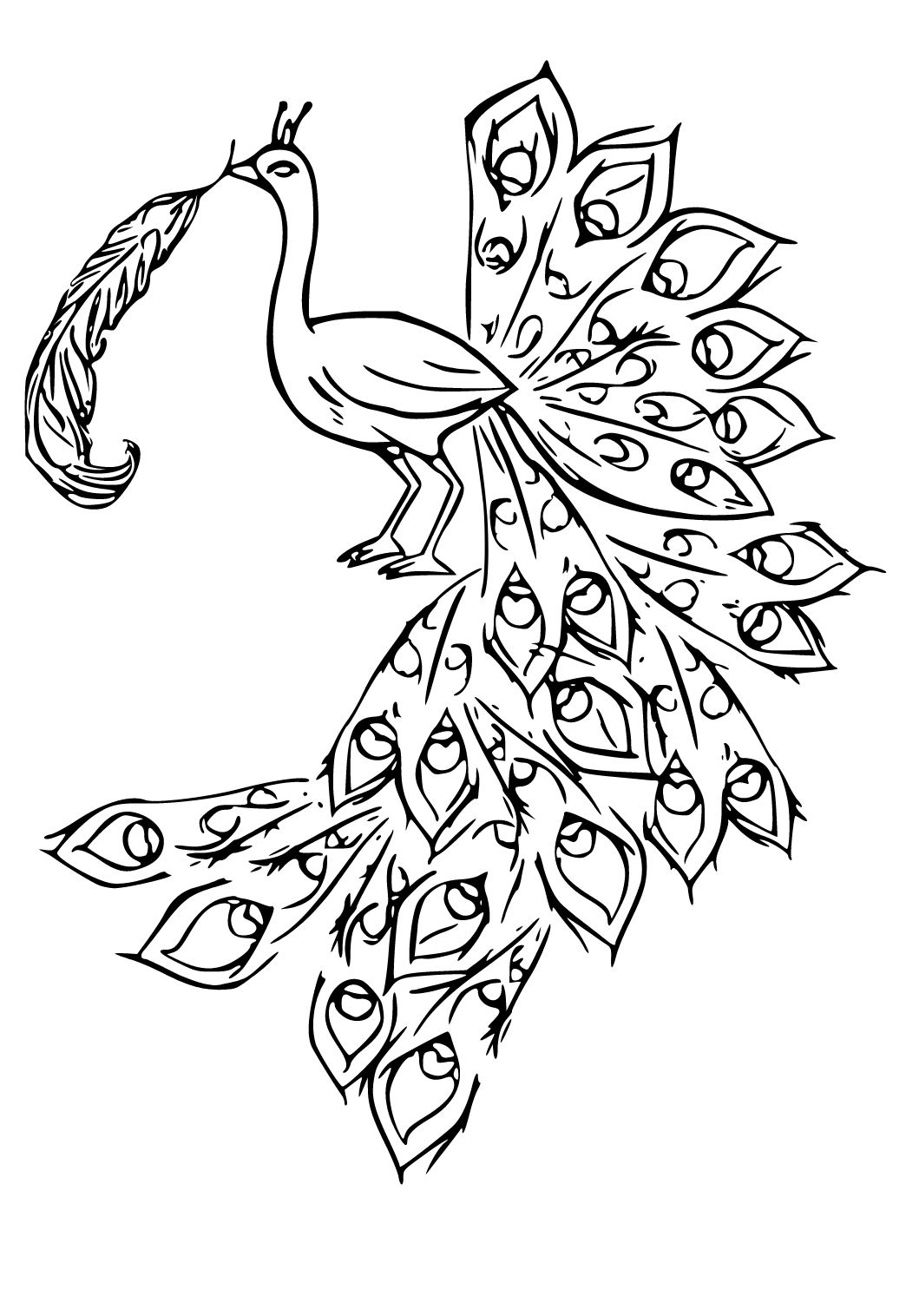 Dibujo e imagen pavo real pluma para colorear y imprimir gratis para adultos y niãos