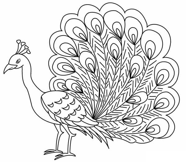 Pavo real fresco para colorear imprimir e dibujar â