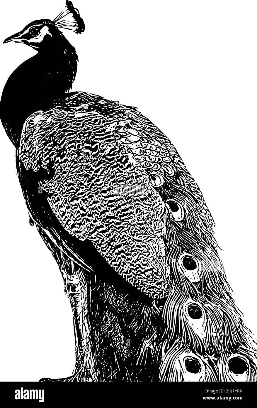 Peacock feathers black and white stock photos images