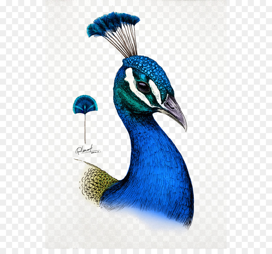 Bird drawing png download