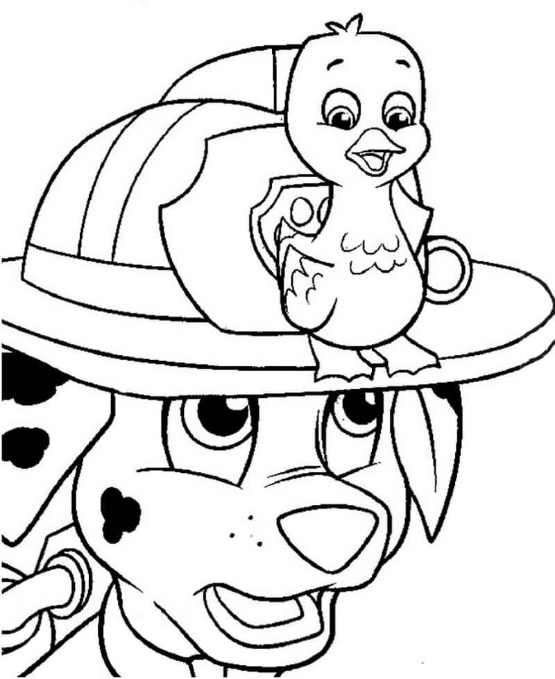Marshall and fuzzy fãrbung seite