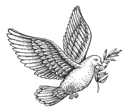 Flying peace dove with olive branch spiritual purity symbol sketch vector illustration in vintage engraving style vector