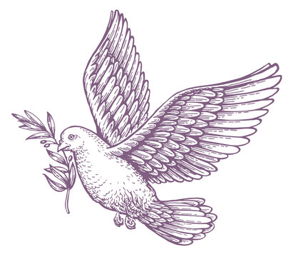 Flying dove and olive branch isolated on white background peace concept biblical symbol vintage sketch illustration illustration