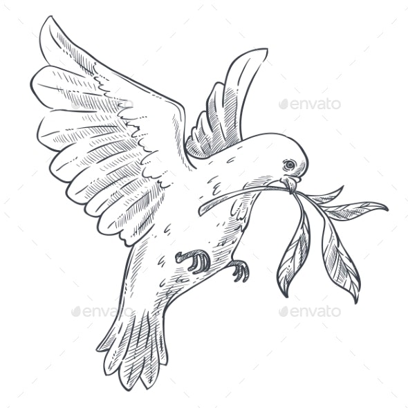 Dove or pigeon with olive branch isolated bird vectors