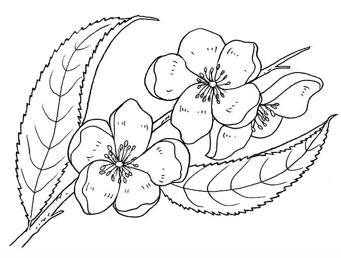 Peach blossom flowers coloring pages dibujos para colorear pãginas para colorear de flores pãginas para colorear