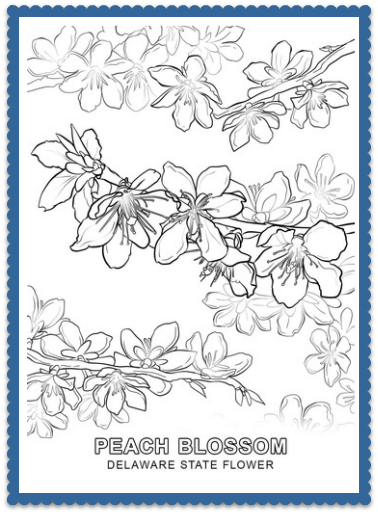 Delawe state flower