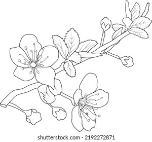 Thousand cherry blossom coloring book royalty