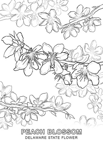 Delaware state flower coloring page free printable coloring pages