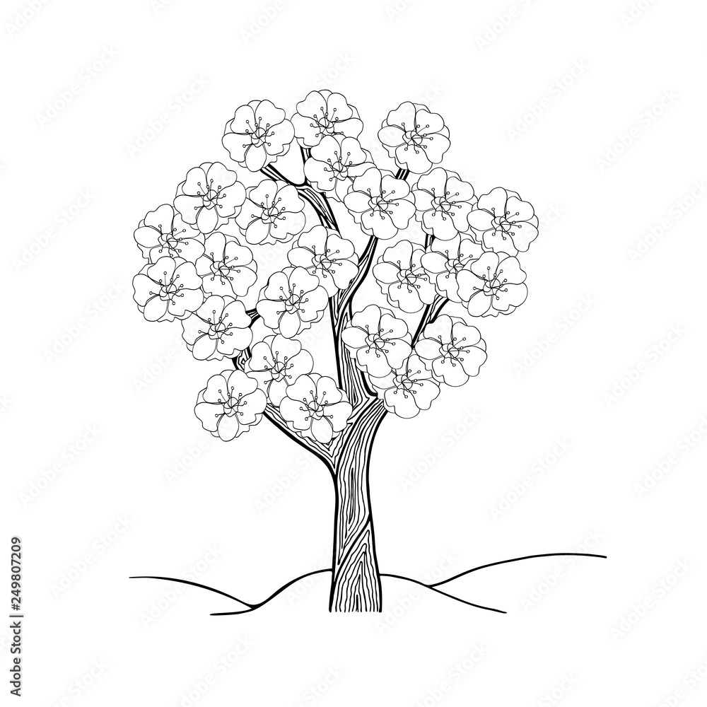 Hand drawing doodle blossom tree plum peach and cherry stylization and fantasy black and white isolated vector illustration coloring book for children and adults line contur spring apple tree vector
