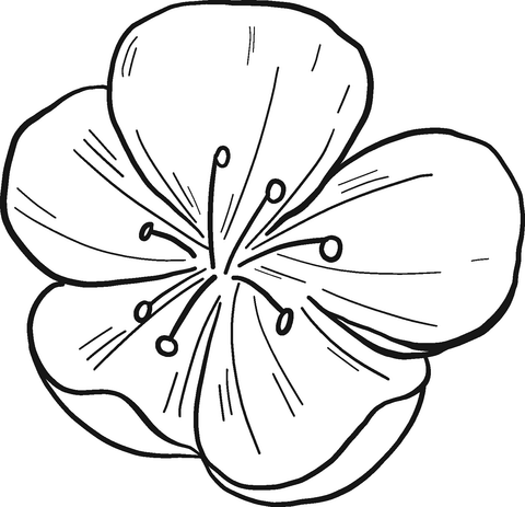 Peach flower coloring page free printable coloring pages