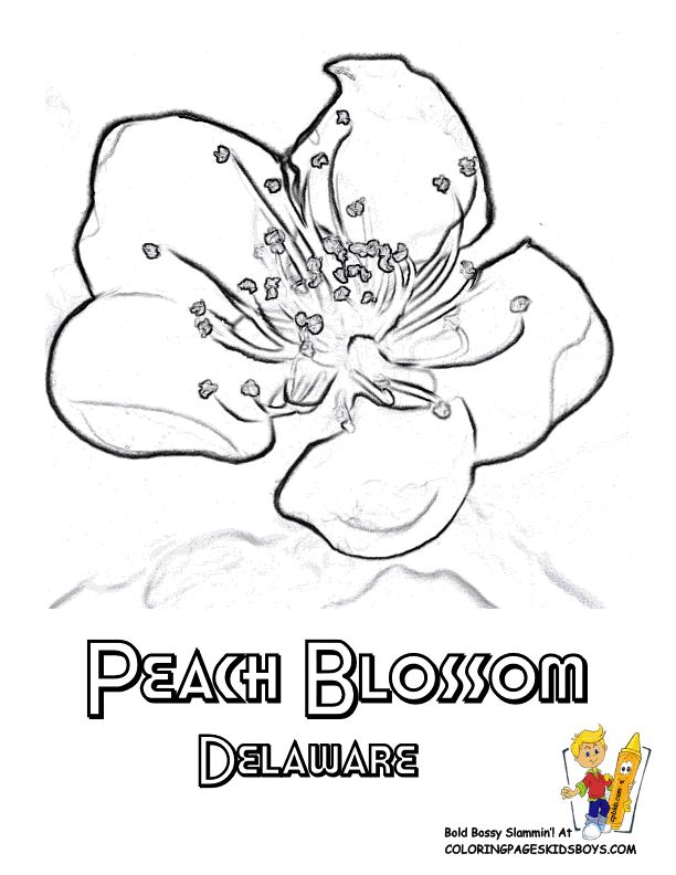 Delaware state flower coloring page peach blossom flag coloring pages flower coloring pages coloring pages