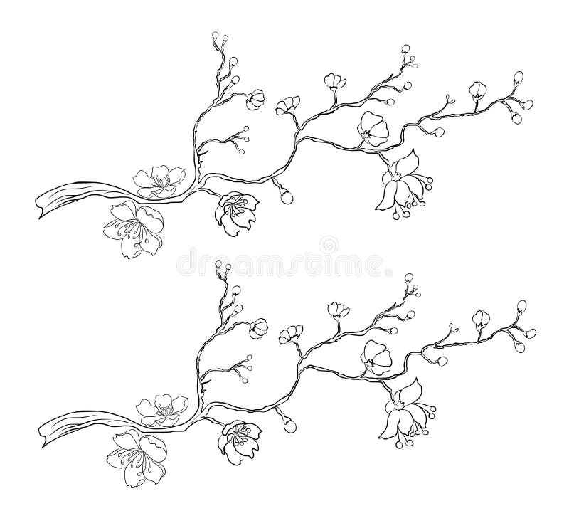 Branch of sakura flower vector for tattoo style on isolated white backgroundpeach blossom illustration for coloring book stock photo