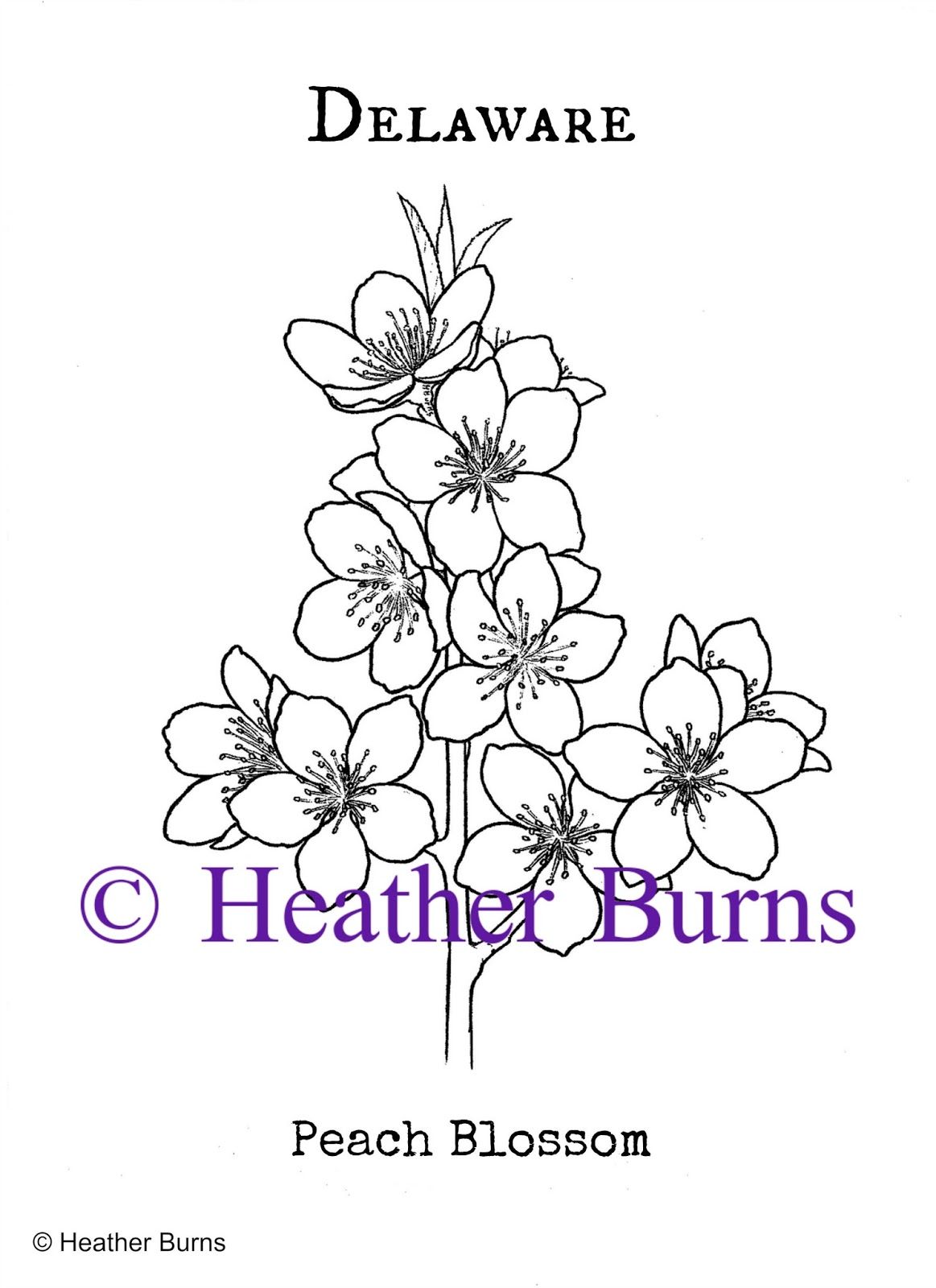 Delaware state flower peach blossom peach blossoms flower drawing flowers