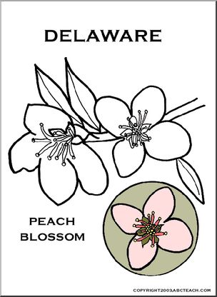 Delaware state flower