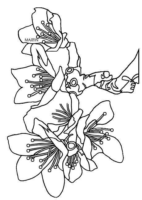 United clip art by phillip martin state flower of delaware