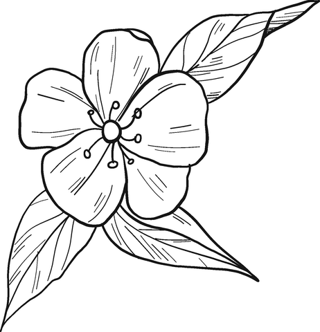 Peach flower coloring page free printable coloring pages
