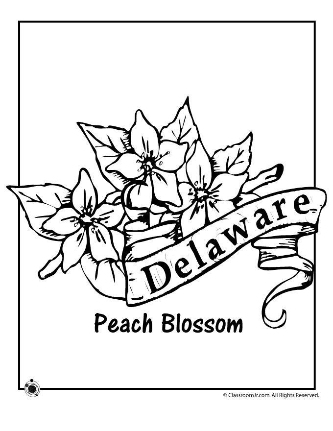 Delaware state flower coloring page woo jr kids activities flag coloring pages flower coloring pages coloring pages