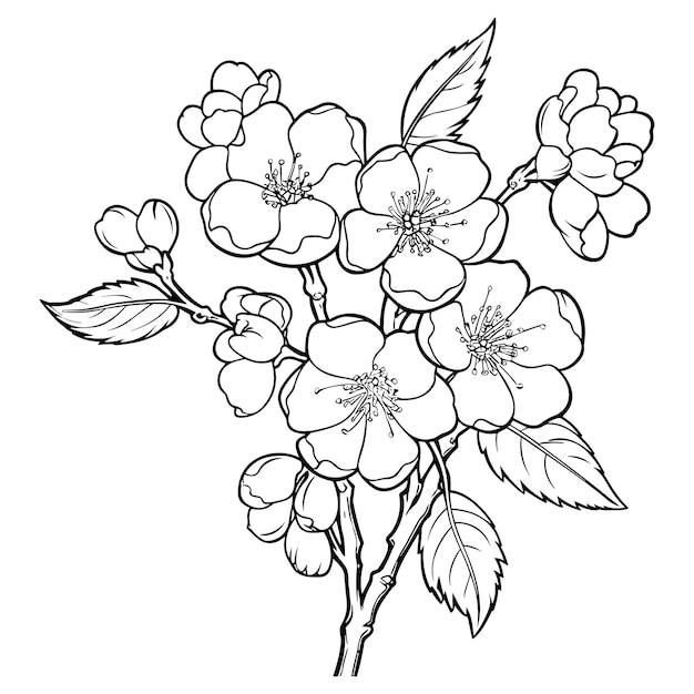 Page cherry blossom coloring page images