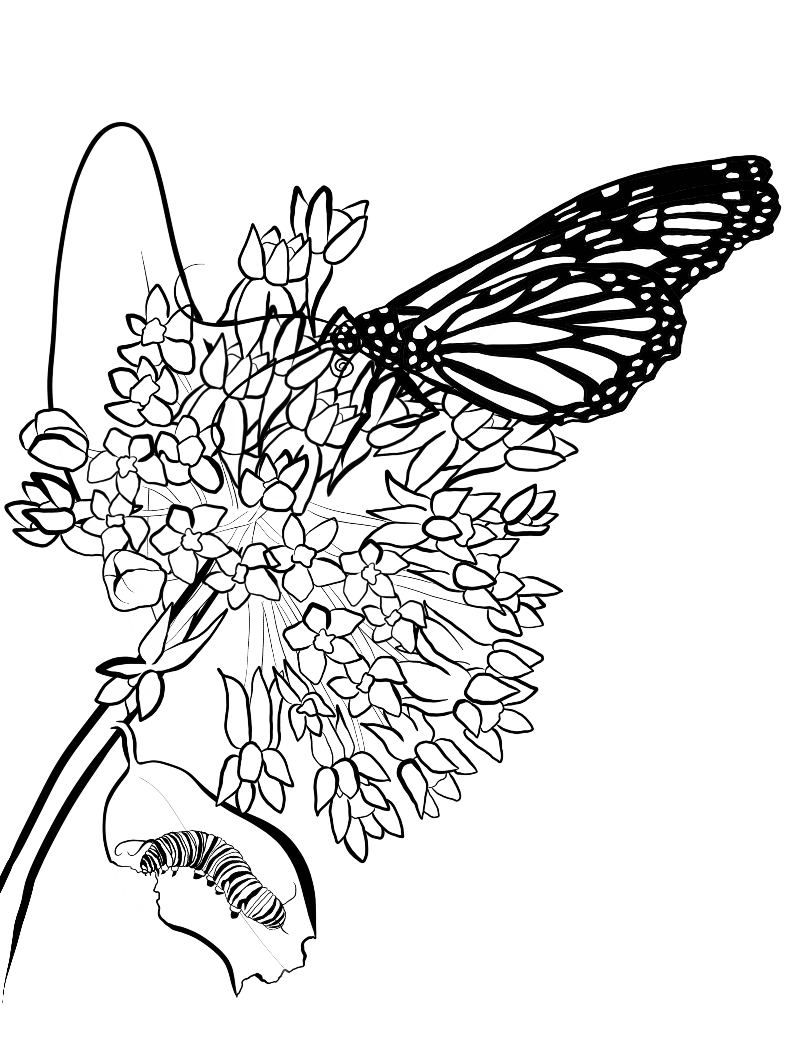 Pollinators coloring page bundle