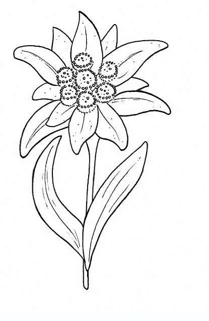 Edelweiss flowers coloring pages