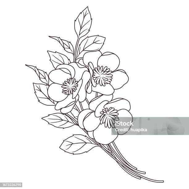 Coloring book of flowers peach blossom stock illustration