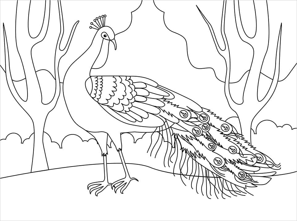 Peacock for free coloring page