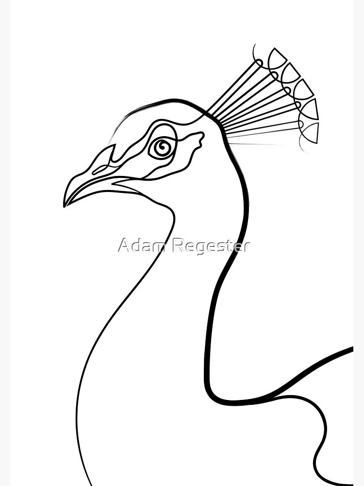 Peacock line portrait poster for sale by adam regester
