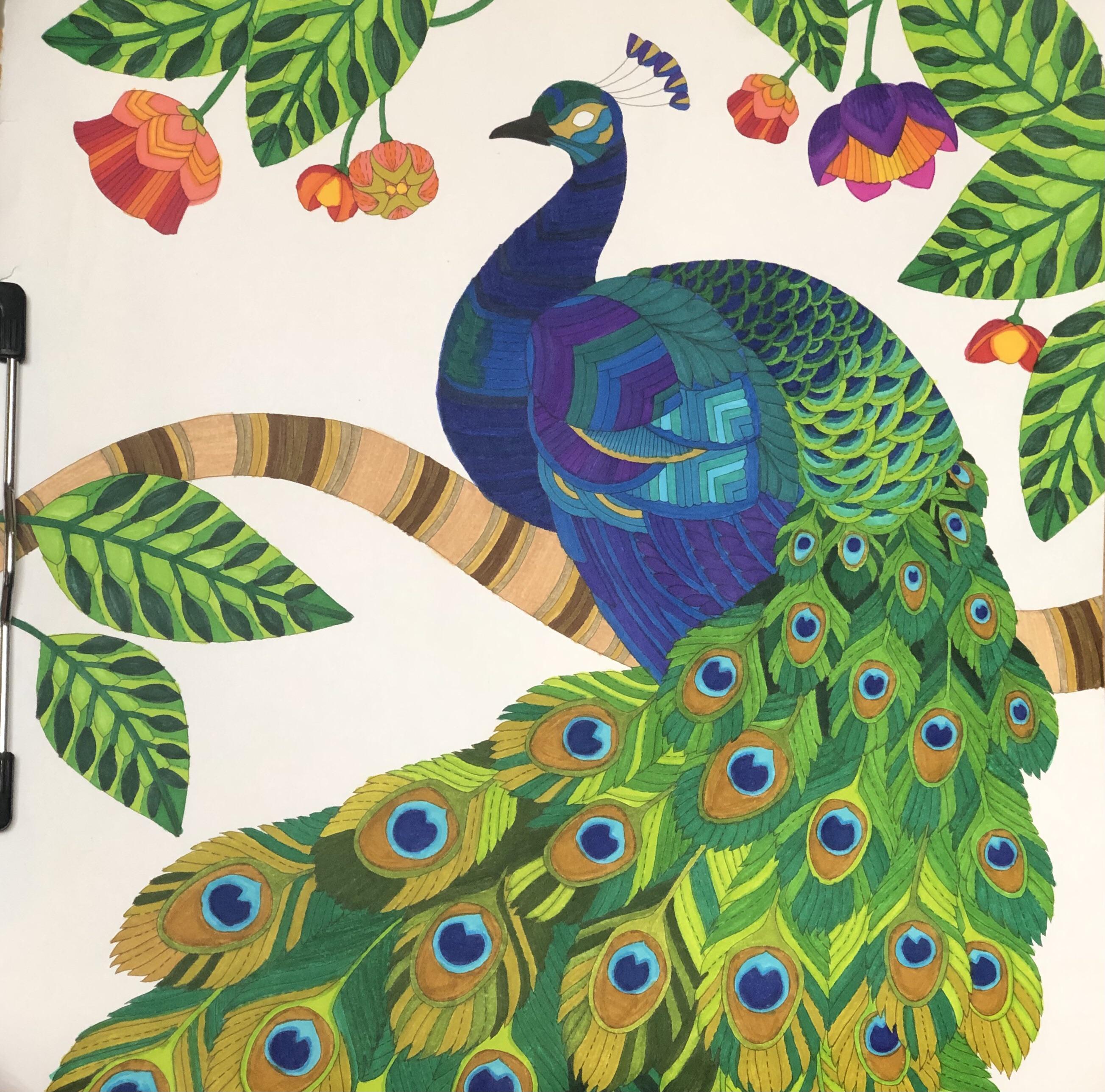 Millie marotta peacock rcoloring