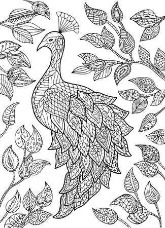 Vector hand drawn peacock illustration adult coloring page