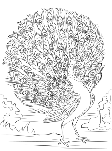 Advanced peacock coloring page free printable coloring pages