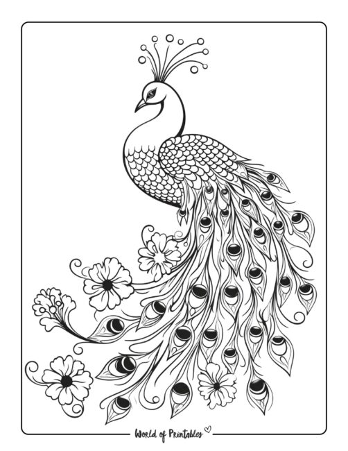 Peacock coloring pages
