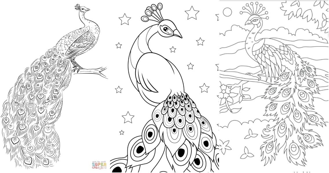 Free peacock coloring pages for kids and adults