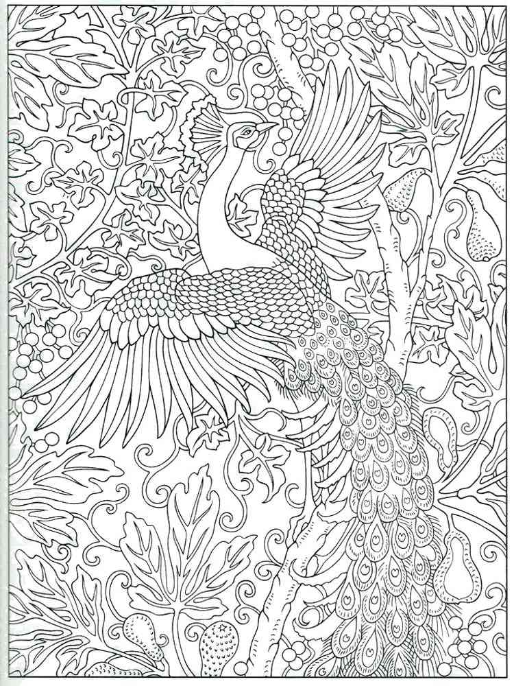 Peacock coloring pages for adults