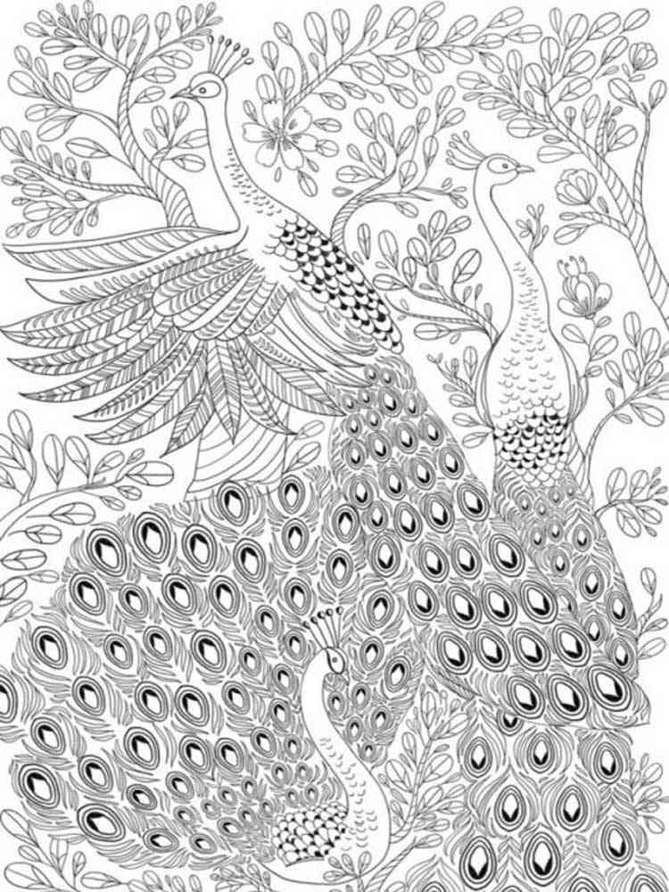 Peacock coloring pages for adults