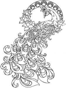 Peacock coloring pages âï free coloring pages