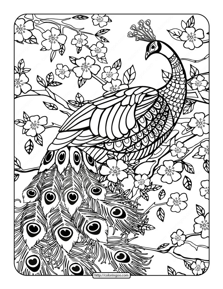 Free printables peacock coloring page peacock coloring pages coloring book pages bird coloring pages