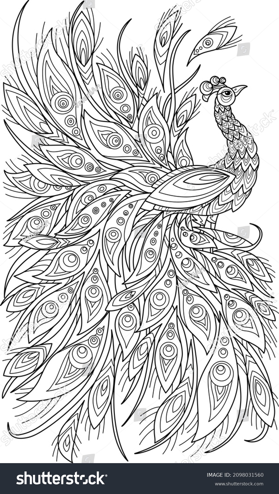 Peacock coloring book adults illustration antistress stock vector royalty free