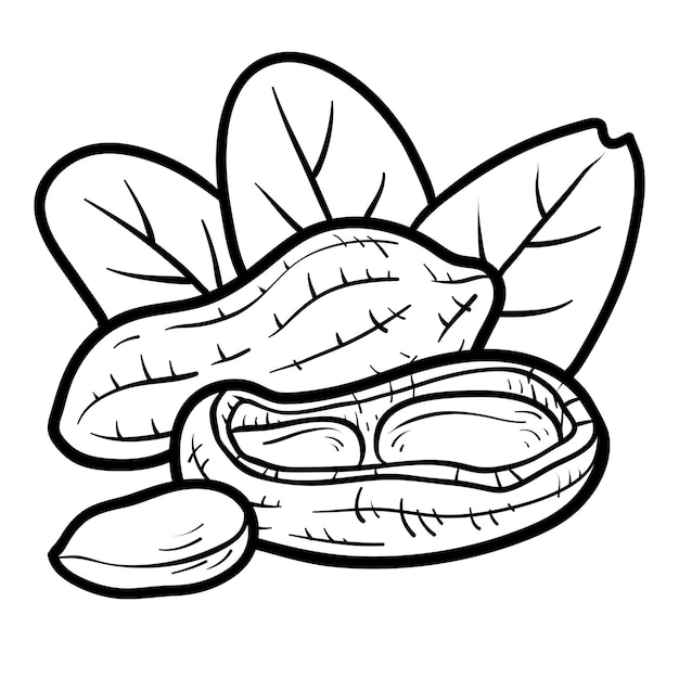 Premium vector coloring book for children peanut