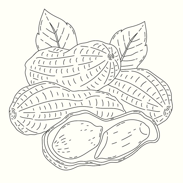 Nuts coloring pages vectors illustrations for free download