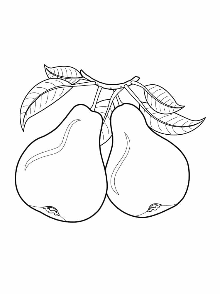 Drawing of two pears on a branch coloring page