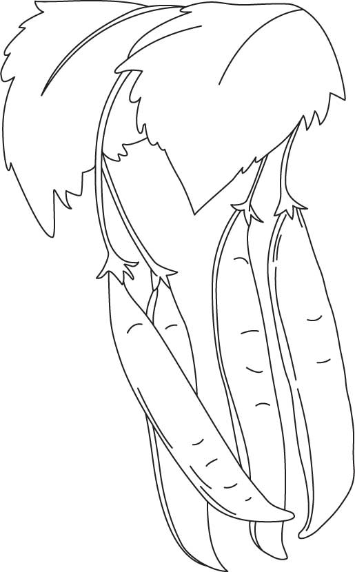 Pea plant coloring page download free pea plant coloring page for kids best coloring pages