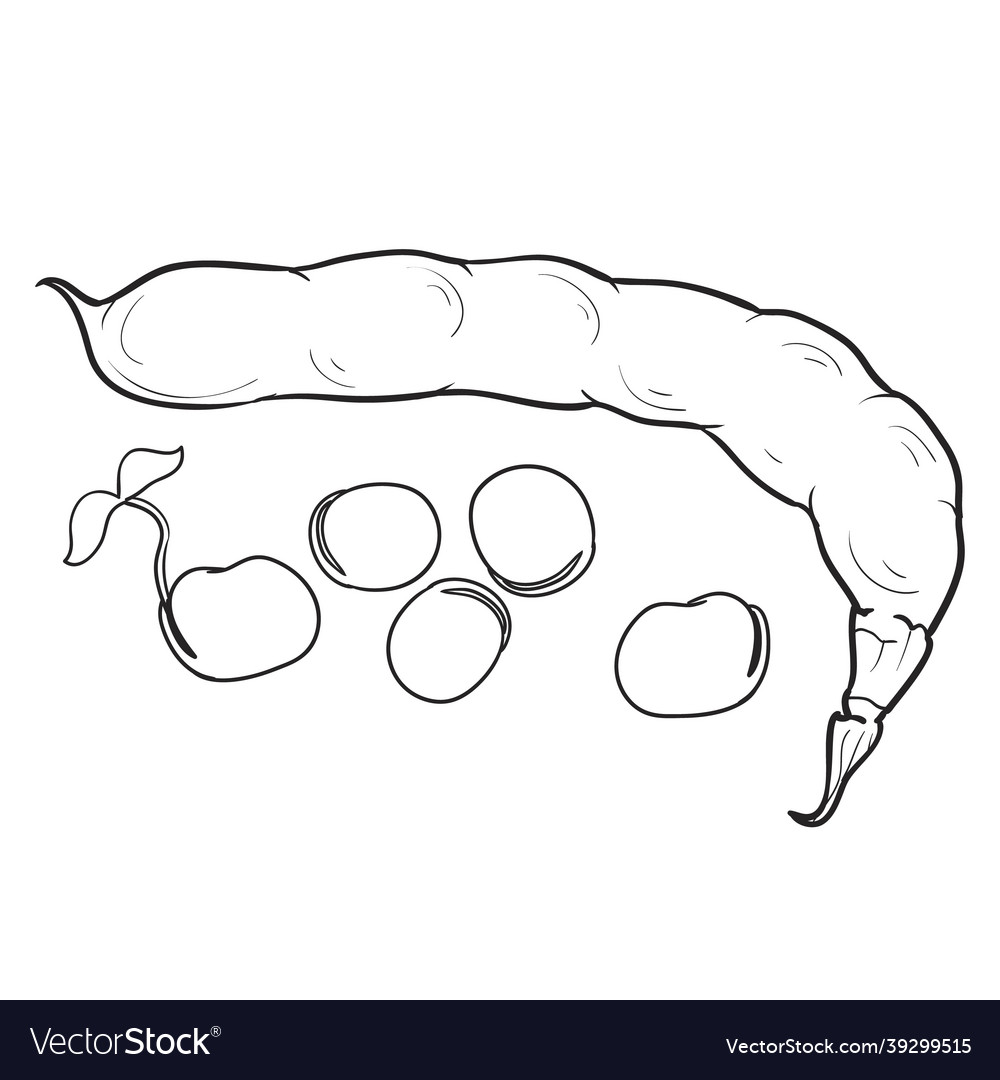 Sketch pod of peas and coloring book cartoon vector image