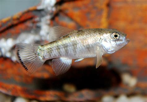 Thq thicklip pupfish