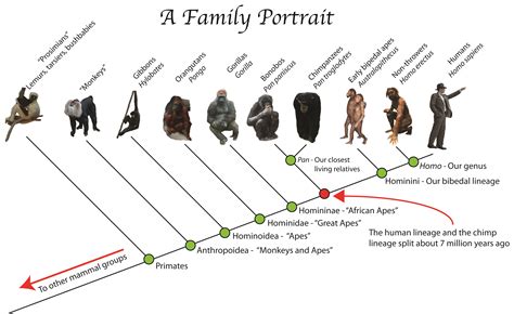 A homo sapiens primary form of lootion is
