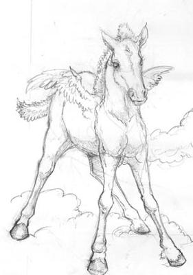 Pegasus foal