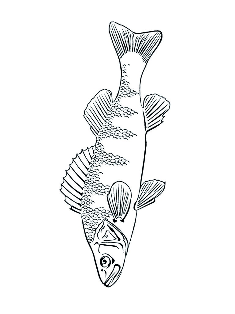 Sea bass coloring page