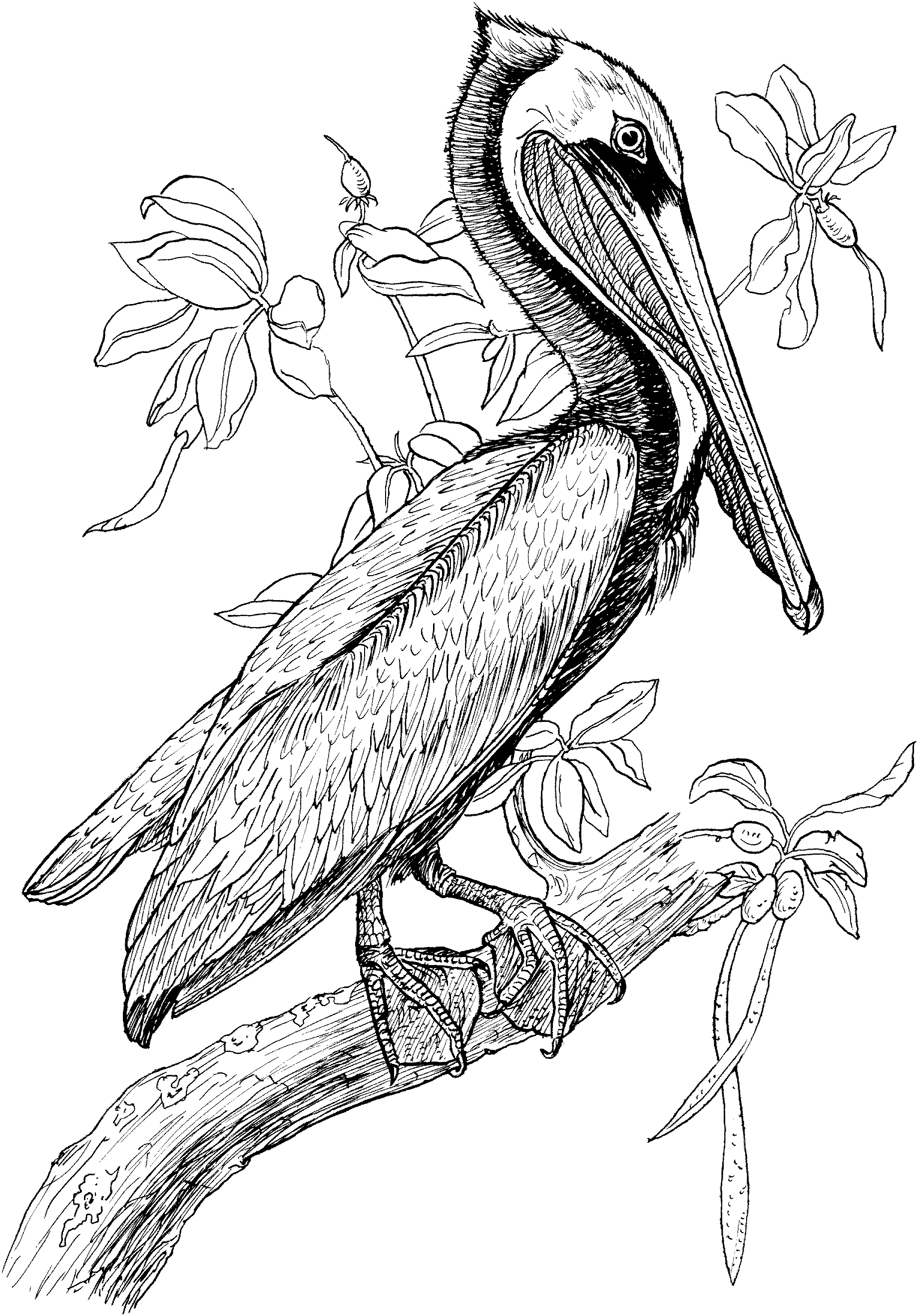 Pelican coloring pages